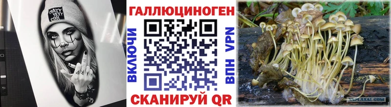 Псилоцибиновые грибы Psilocybe  Удомля 